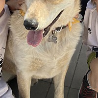 adopt a pet