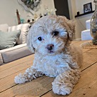Adopt A Pet :: Bubbles - Escondido, CA