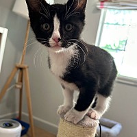 adopt a pet