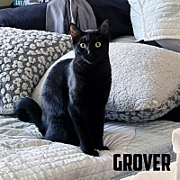adopt-pet
