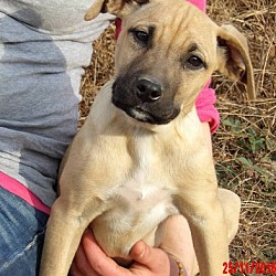 Thumbnail photo of Teagan (14 lb) Pretty Pup! #1