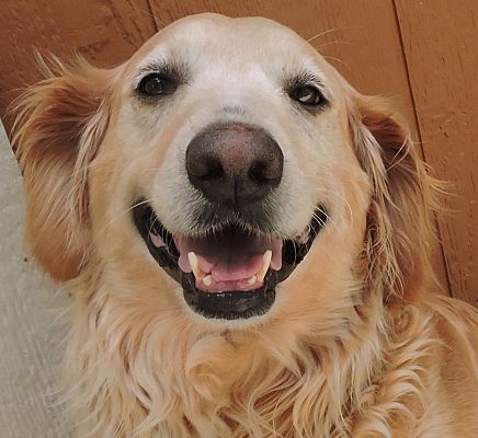 Orlando Fl Golden Retriever Meet Darla A Pet For Adoption