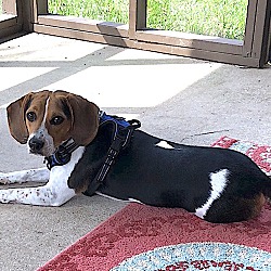 senior beagles for adoption