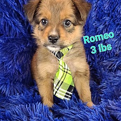 Photo of Romeo(3lbs)