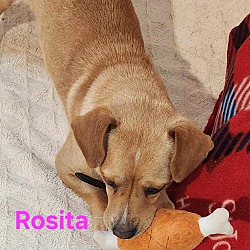 Thumbnail photo of Rosita #2