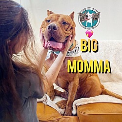 Photo of Big Momma Most Gentle Soul