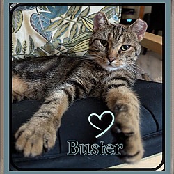 Thumbnail photo of BUSTER #1