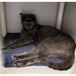 Thumbnail photo of Octonaut (FIV+)- Foster to Adopt #1