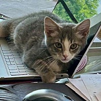adopt a pet