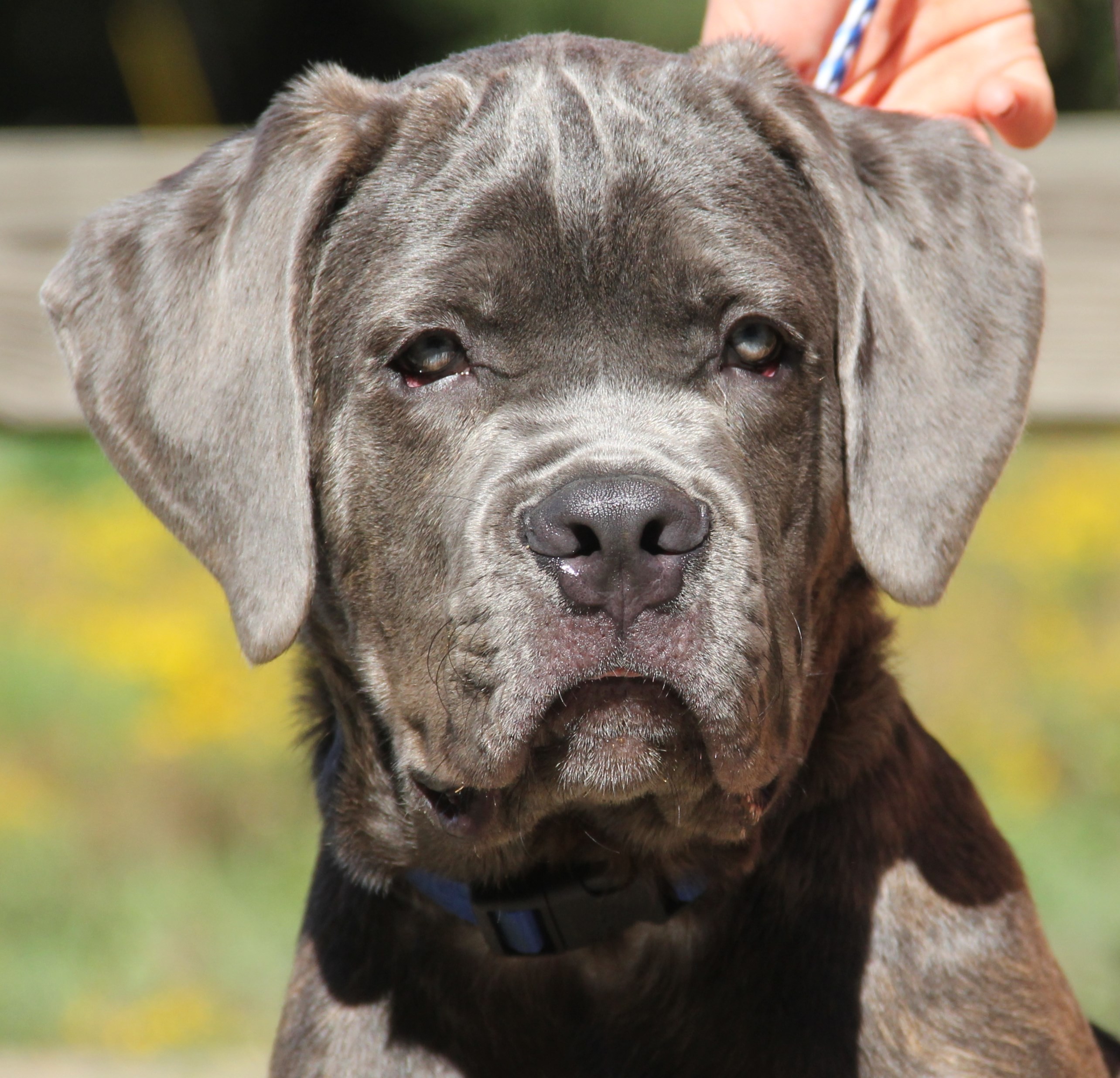 Stamford Ct Cane Corso Meet Blu A Pet For Adoption