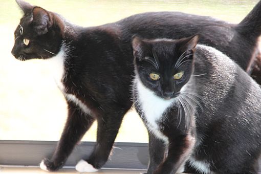 american shorthair cat tuxedo