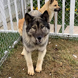 Thumbnail photo of Kodiak *FERAL Dog Needs Foster #2