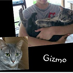 Thumbnail photo of Gizmo #3