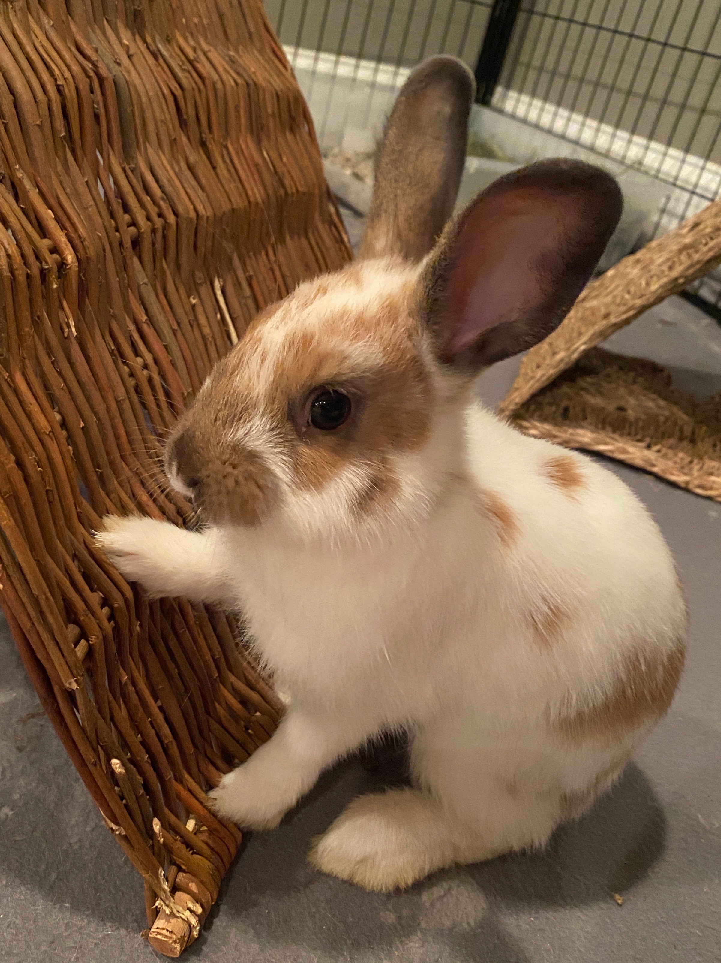 Adopt Nutmeg a Fawn English Spot / Mixed (short coat) rabbit in Waynesboro Female Adoption in