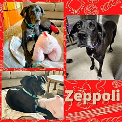 Thumbnail photo of Zeppoli #3