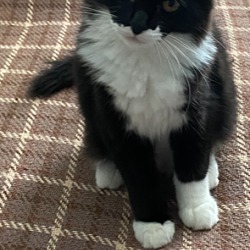 Photo of Mittens