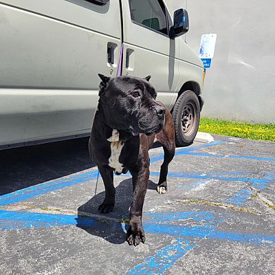 Smartsville, Ca - Cane Corso. Meet Biggie A Pet For Adoption 