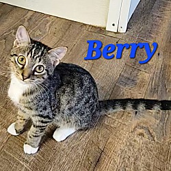 Thumbnail photo of Berry #1