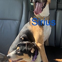 Thumbnail photo of Sirius #4