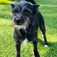 adopt-pet