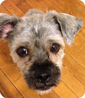 shaved brussels griffon