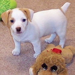 Photo of Jack Russell Terrier Puppies