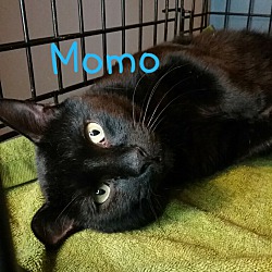 Thumbnail photo of Momo #1