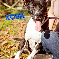 Photo of Koda