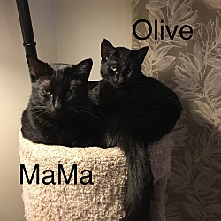 Thumbnail photo of MaMa & Olive (Bonded Pair) #1