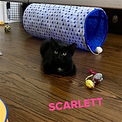 Thumbnail photo of Scarlett #3
