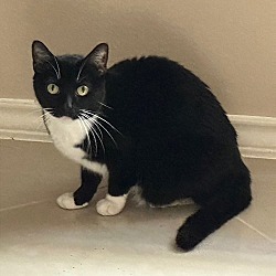 Photo of Katy Kitty #loves-to-snuggle