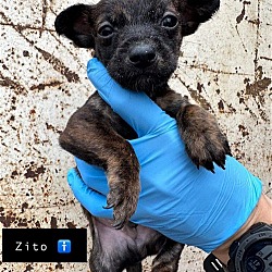 Thumbnail photo of Zito (GA) #4