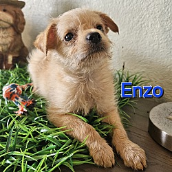Thumbnail photo of Enzo #1