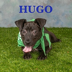 Photo of Hugo