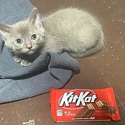 Thumbnail photo of Kit Kat #1