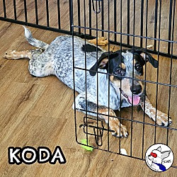 Thumbnail photo of KODA #4