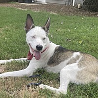 adopt a pet