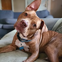 adopt a pet