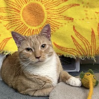 adopt a pet