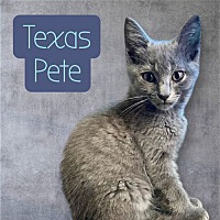 adopt a pet
