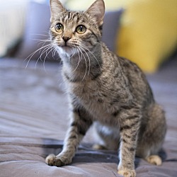 Thumbnail photo of Annabelle (FELV+) and dog friendly #3