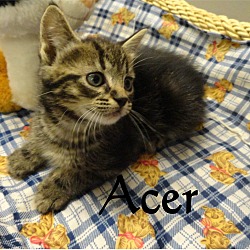 Thumbnail photo of Acer #2