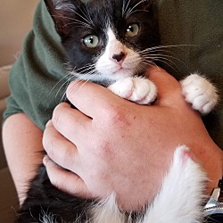 Photo of Lefty - Tripod Kitten