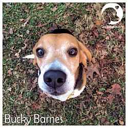 Thumbnail photo of Bucky Barnes #1