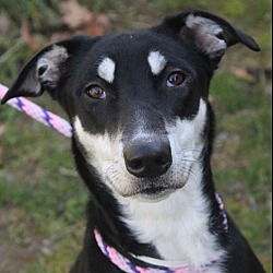 Photo of Selma-Low fees/Spayed