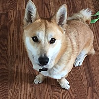 Shiba Inu Puppies For Sale In Kansas Adoptapetcom