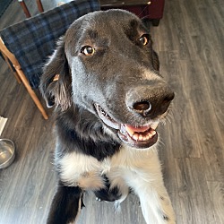 big bones dog rescue