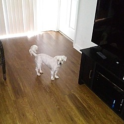 Photo of Toby