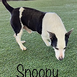 Thumbnail photo of Snoopy #2