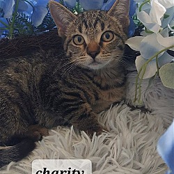 Photo of Charity